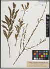 Foto von Salix purpurea L.